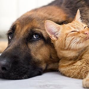 Dog and cat sleeping