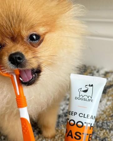 dog dental kit dog ear wipes tootpaste 