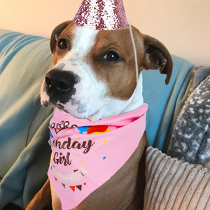 dog bandana