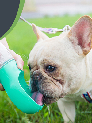 DogTravel Water Bottle 