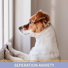 dog waiting for owners to come home