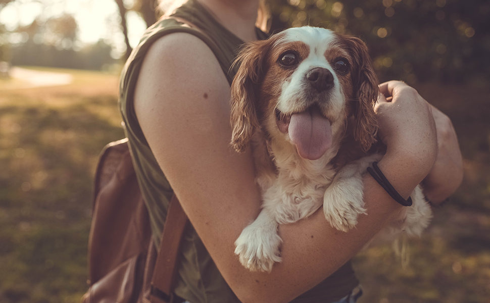 Pet First Aid Kit