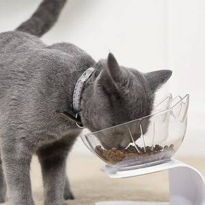 personalized cat bowls