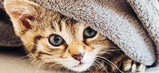 Tabby kitten half hiding under a blanket