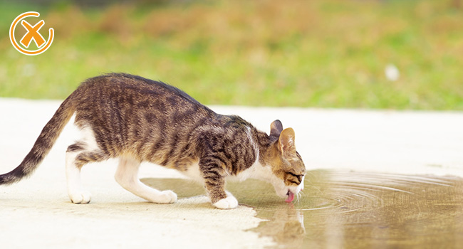 cat fountain