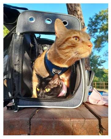 cat carrier backpack