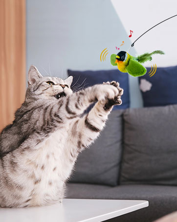 cat bird toy