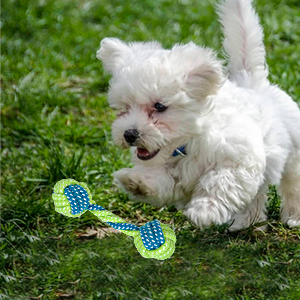 dog toys for small dogs