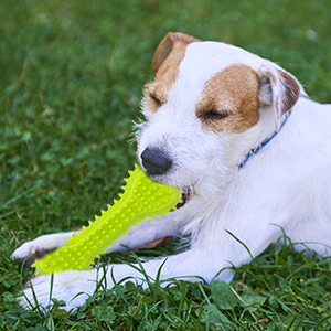 puppy toys from 8 weeks small dog