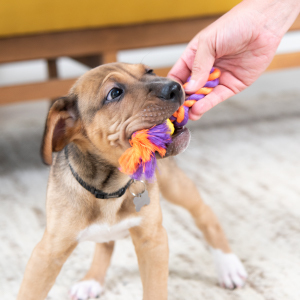 brown puppy with tug rope in mouth