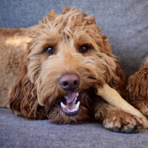 brown dog on floor with petstages alternative dog chew