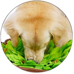 Labrador snuffling for snacks in his snuffle mat