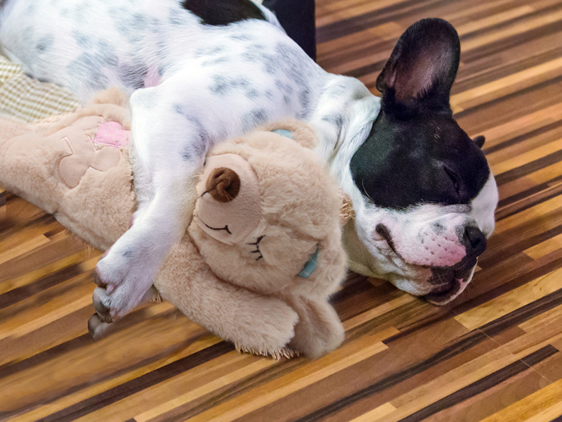 Plush Toys for Dogs