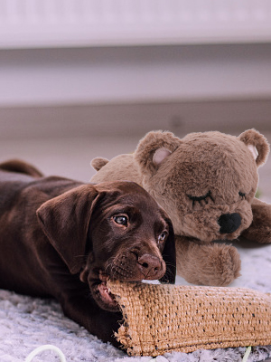 anxiety toys for dogs