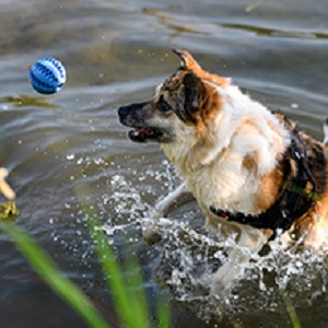 Dog Toy Ball