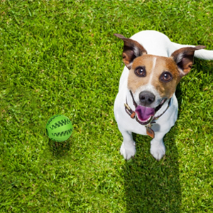 Dog Toy Ball