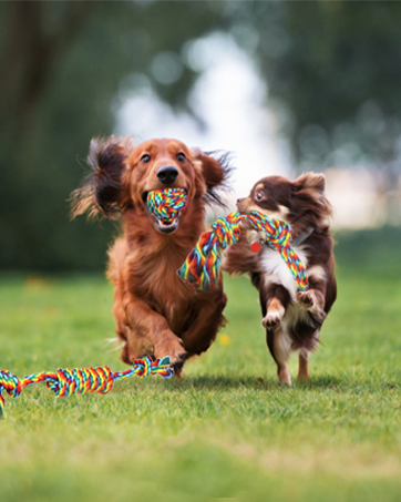 dog rope toy indestructible pull aggressive chewers xl nylon bone ball enrichment birthday set