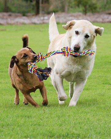 dog rope toy xxl puppy puzzle bed christmas birthday presents gifts set nylon bone ball enrichment