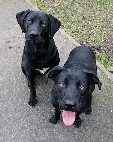 two dogs outside