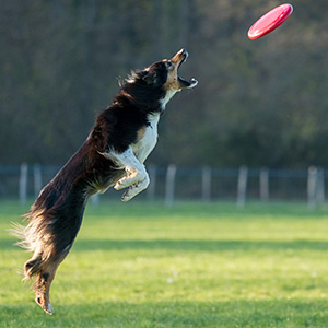 dog toy frisbee