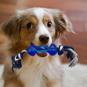 dog chew toys