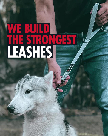 Leashes for dogs