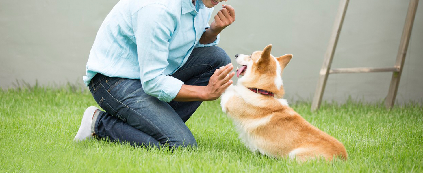 giggle ball for dogs