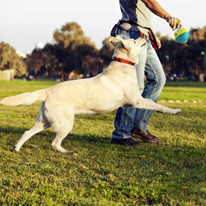 dog interactive toy for indoor outdoor to make them busy