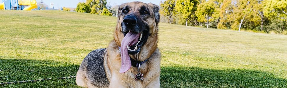 Tired Dog With Dog Chew Ball