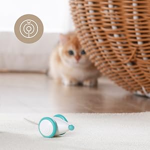 automatic cat toys