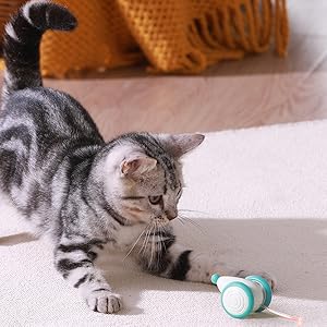 kitten toys