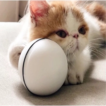 cat holding ball