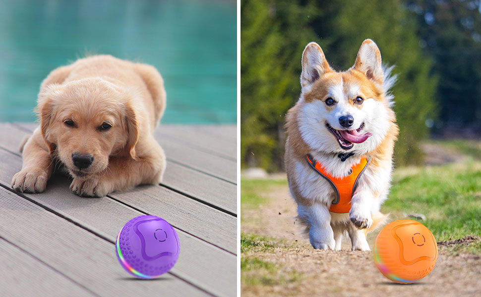 dog ball toys