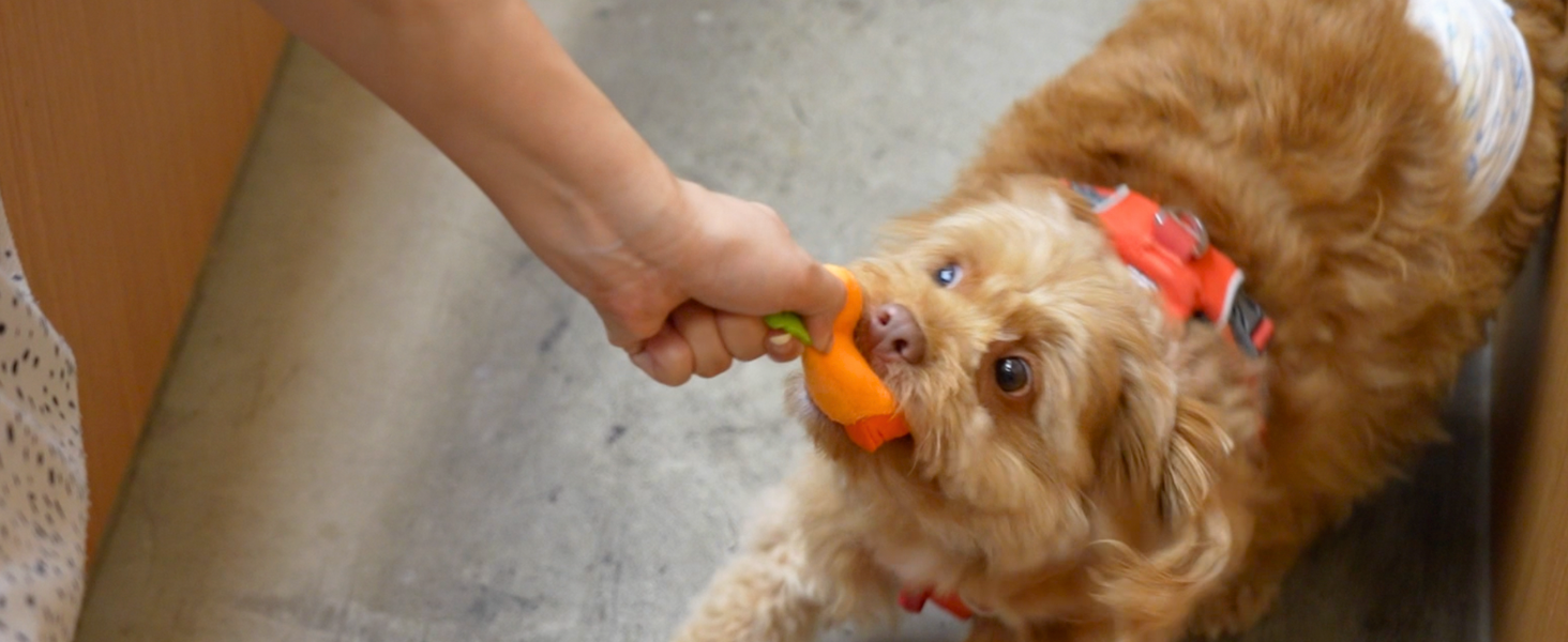 12 squeaky carrots can withstand rough puppy playtime