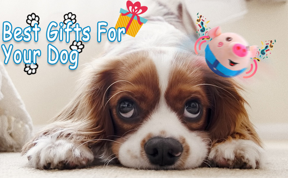 bouncing piggy balls for dogs,interactive dog toys