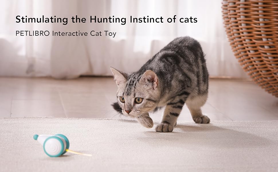 cat toy