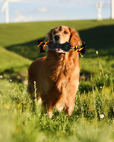 dog chew toys