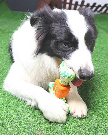 DOG TOY FOR MEDIUM