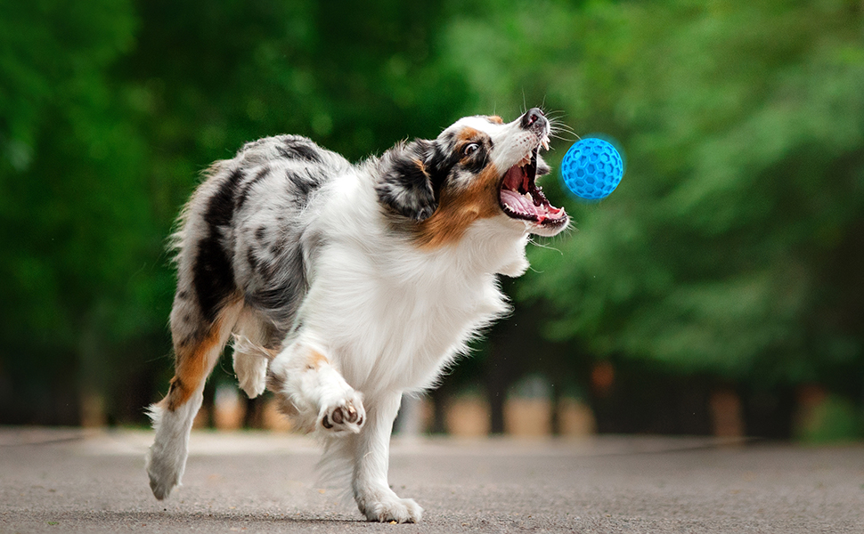 squeaky balls for dogs