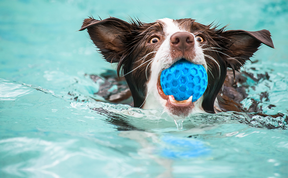 dog water toy
