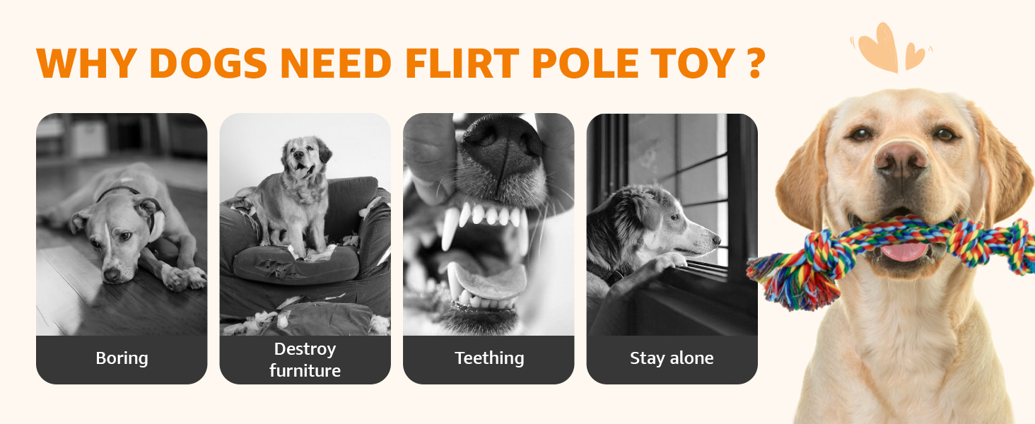flirt pole for dogs