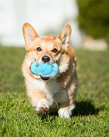 dog toys for small dogs