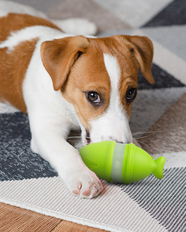 dog toys to keep them busy