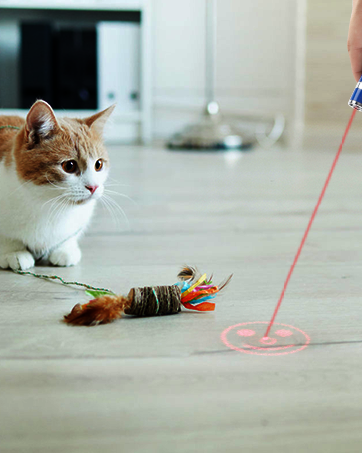 Cat Toys for Indoor Cats