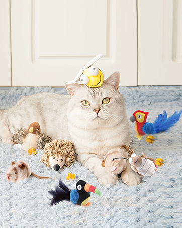cat toys for indoor cats
