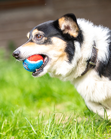 dog tennis balls