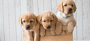 Golden-Retriever-three-cute-puppies