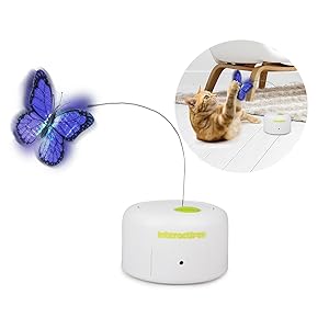 butterfly cat toy