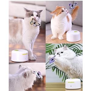 cat toys