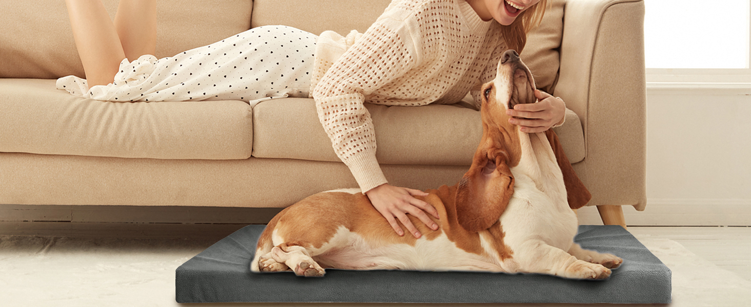 dog bed